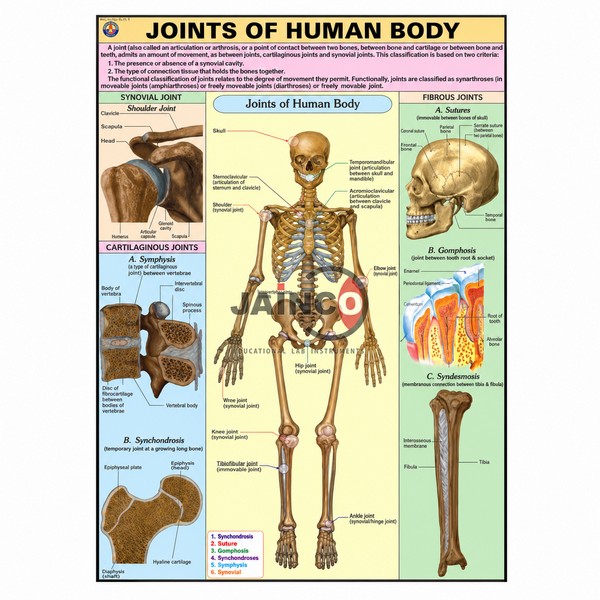 Joints of Human Body Chart